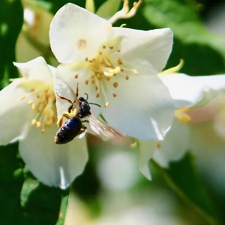 Vakantiehuis Ein Bett Im Kornfeld - Haus Weitblick - Mit Innenpool