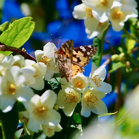 Ein Bett Im Kornfeld - Haus Weitblick - Mit Innenpool *
