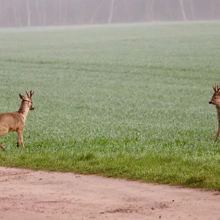 Ein Bett Im Kornfeld - Haus Weitblick - Mit Innenpool * Schonfeld (Mecklenburgische Seenplatte)