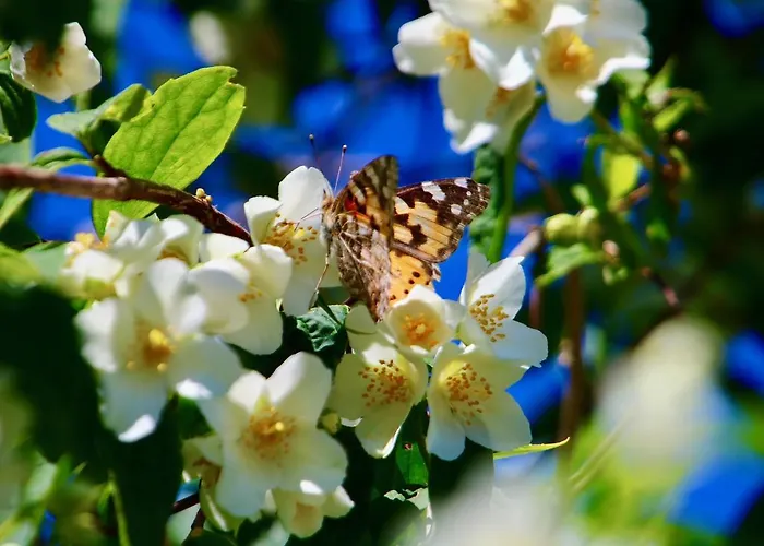 Ein Bett Im Kornfeld - Haus Weitblick - Mit Innenpool *
